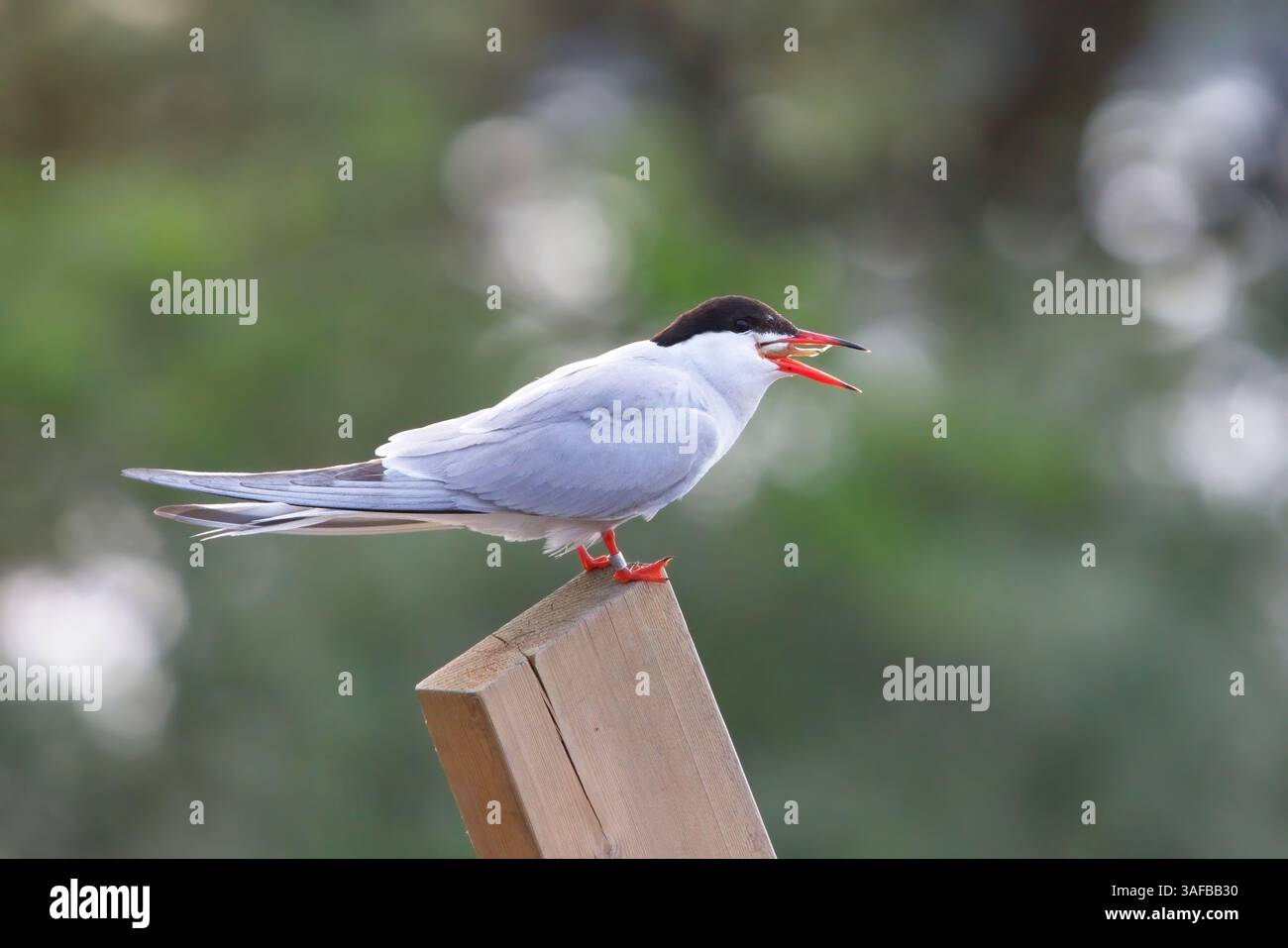 La terna comune ad anello (Sterna hirundo) cerca di ingoiare un grande adesivo a tre spinte. Foto Stock