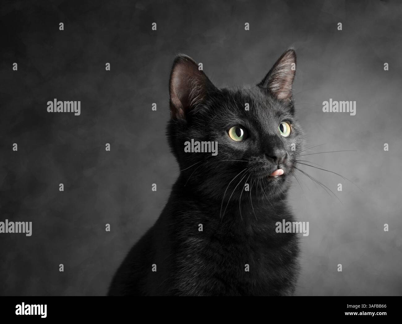 Ritratto in studio di un giovane gatto nero con pelliccia elegante e occhi luminosi, su uno sfondo neutro. Ideale per foto di animali domestici, animali e studio Foto Stock