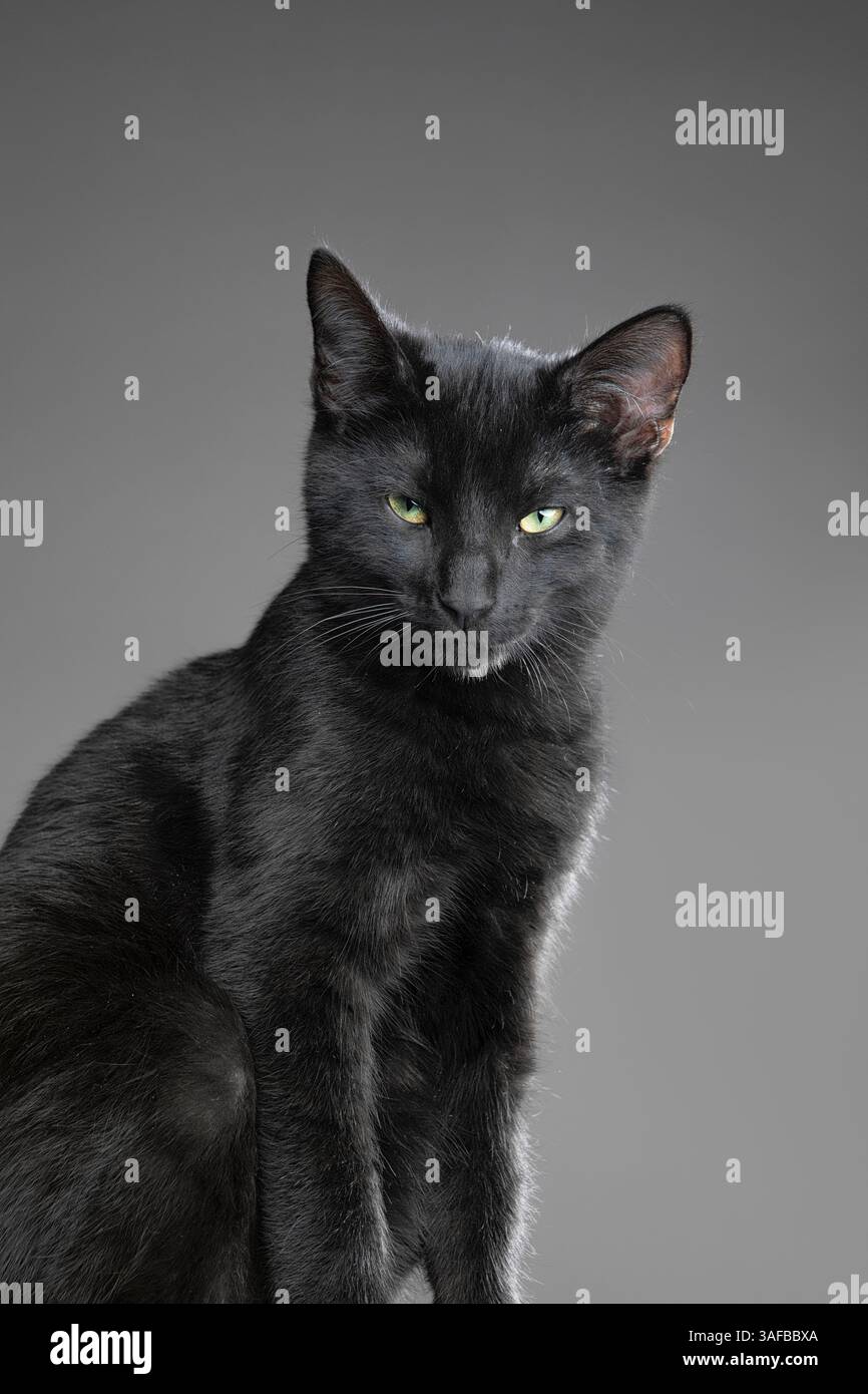 Ritratto in studio di un giovane gatto nero con pelliccia elegante e occhi luminosi, su uno sfondo neutro. Ideale per foto di animali domestici, animali e studio Foto Stock
