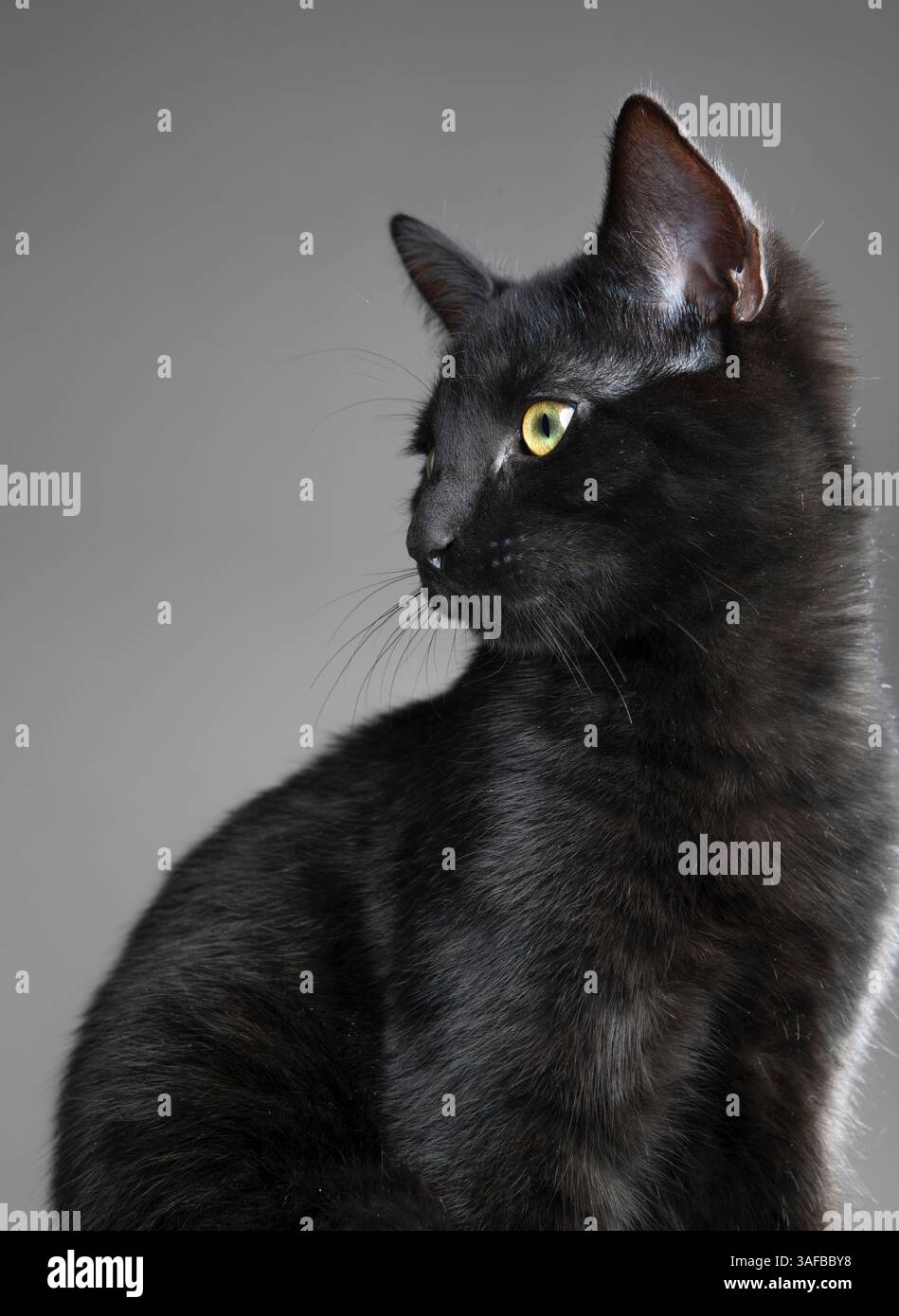 Ritratto in studio di un giovane gatto nero con pelliccia elegante e occhi luminosi, su uno sfondo neutro. Ideale per foto di animali domestici, animali e studio Foto Stock