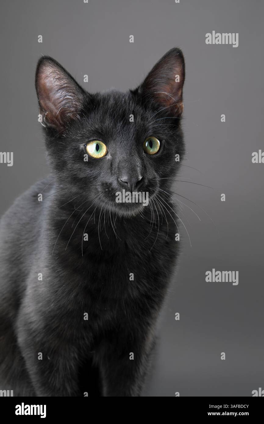 Ritratto in studio di un giovane gatto nero con pelliccia elegante e occhi luminosi, su uno sfondo neutro. Ideale per foto di animali domestici, animali e studio Foto Stock