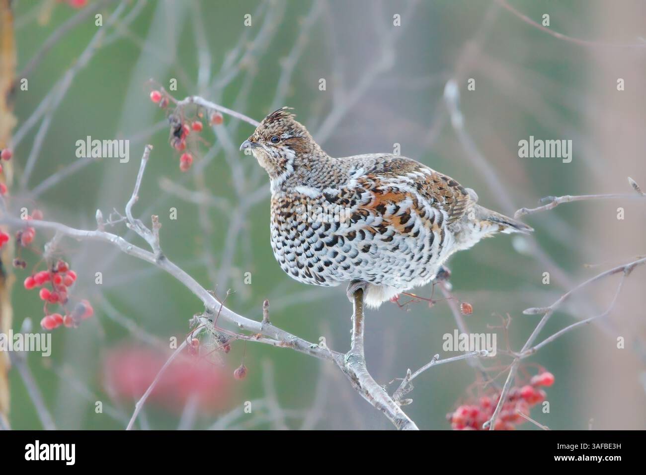 Hazel grouse (Tetrastes bonasia) seduto su un albero di rowan in inverno. Foto Stock