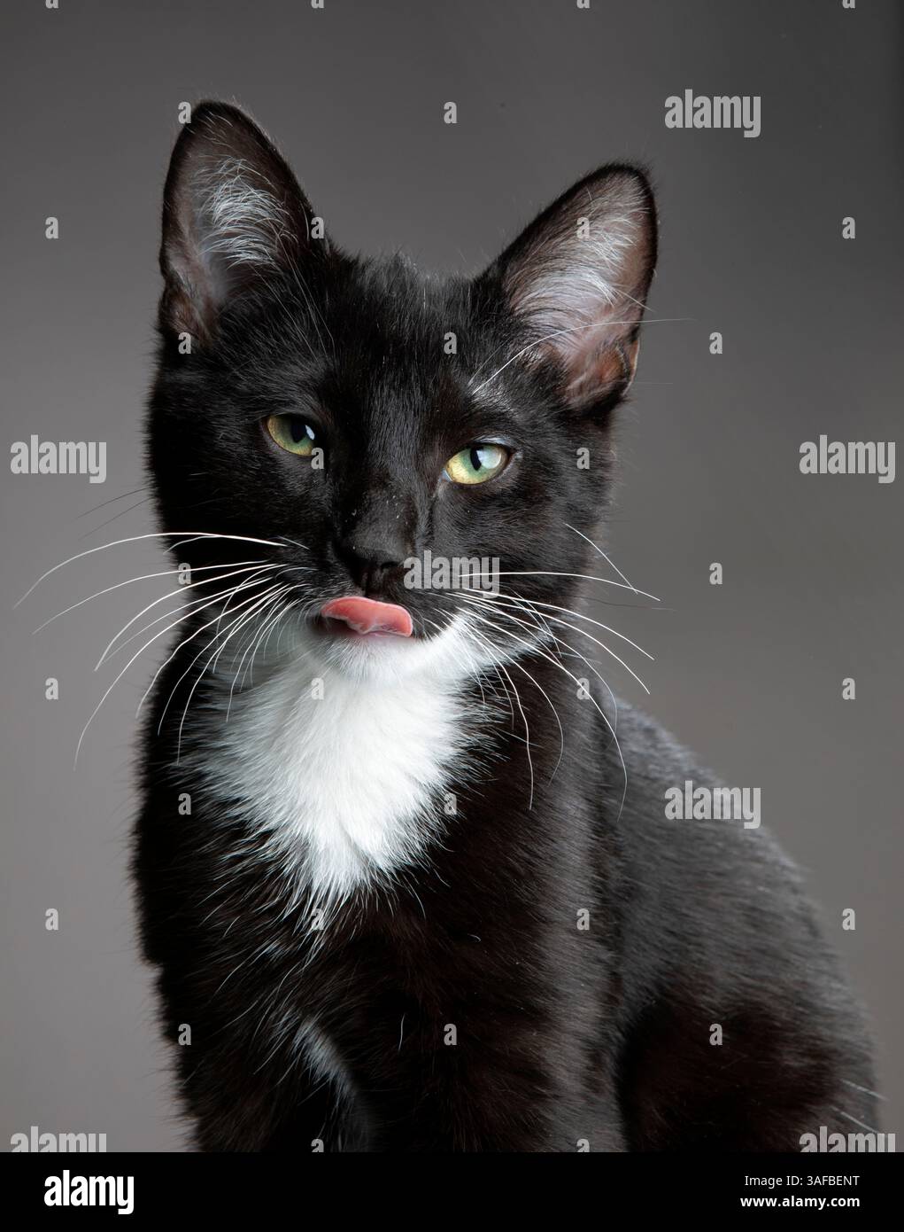 Ritratto in studio di un giovane gatto nero con pelliccia elegante e occhi luminosi, su uno sfondo neutro. Ideale per foto di animali domestici, animali e studio Foto Stock