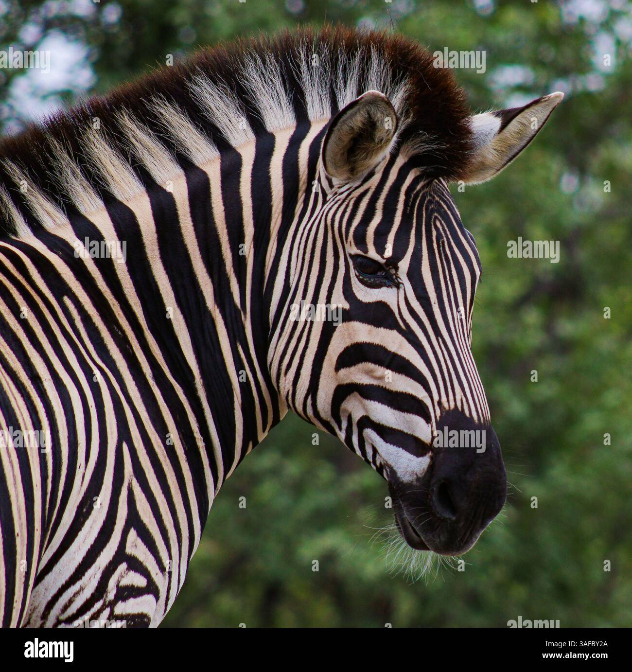 Burchell’s o Plains Zebra pascolando accanto al Parco Nazionale H1-6 Kruger Foto Stock