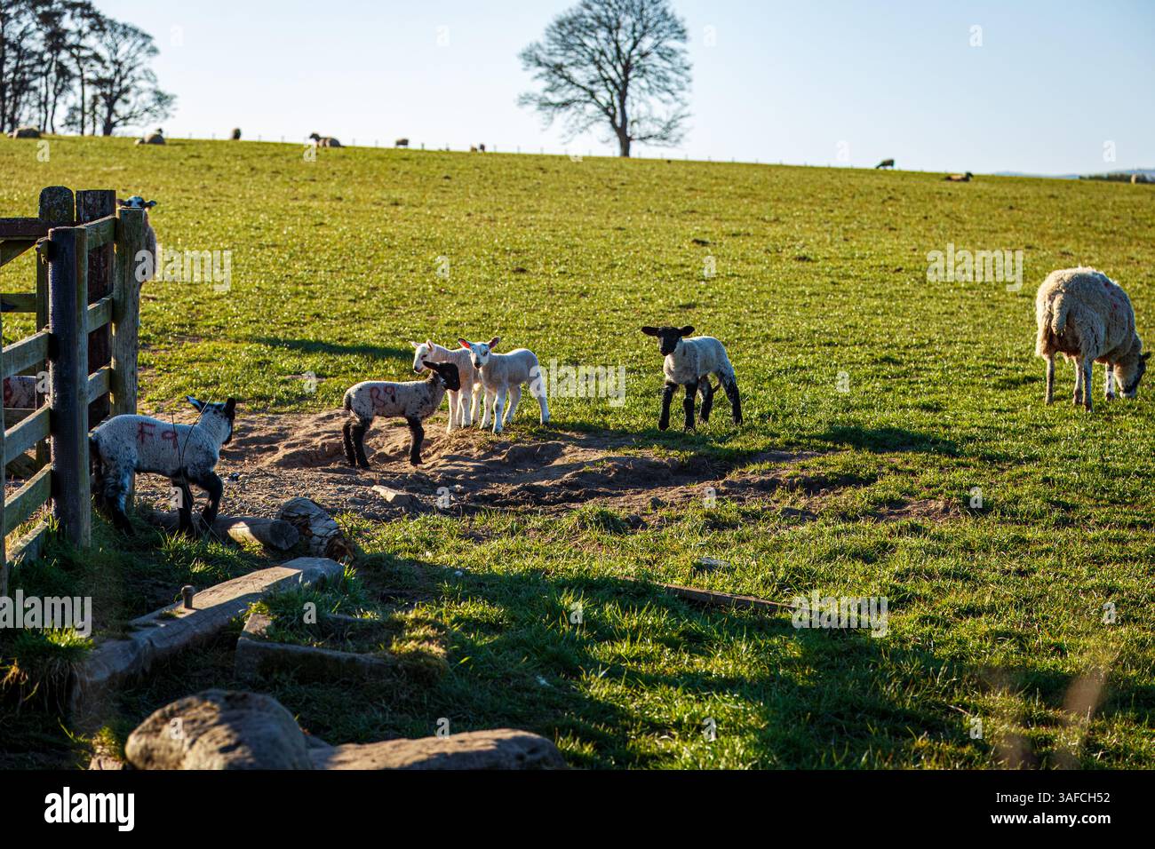 Spring Lambs al sole, Northumberland National Park Foto Stock