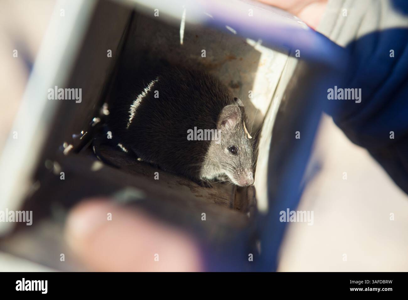4 dicembre 2010 - Badia, Nord, Giordania - i topi spinosi neri abitano le aree rocciose del deserto e camuffano con le rocce laviche nere. (Immagine di credito: © David Fabrega/ZUMAPRESS.com) Foto Stock