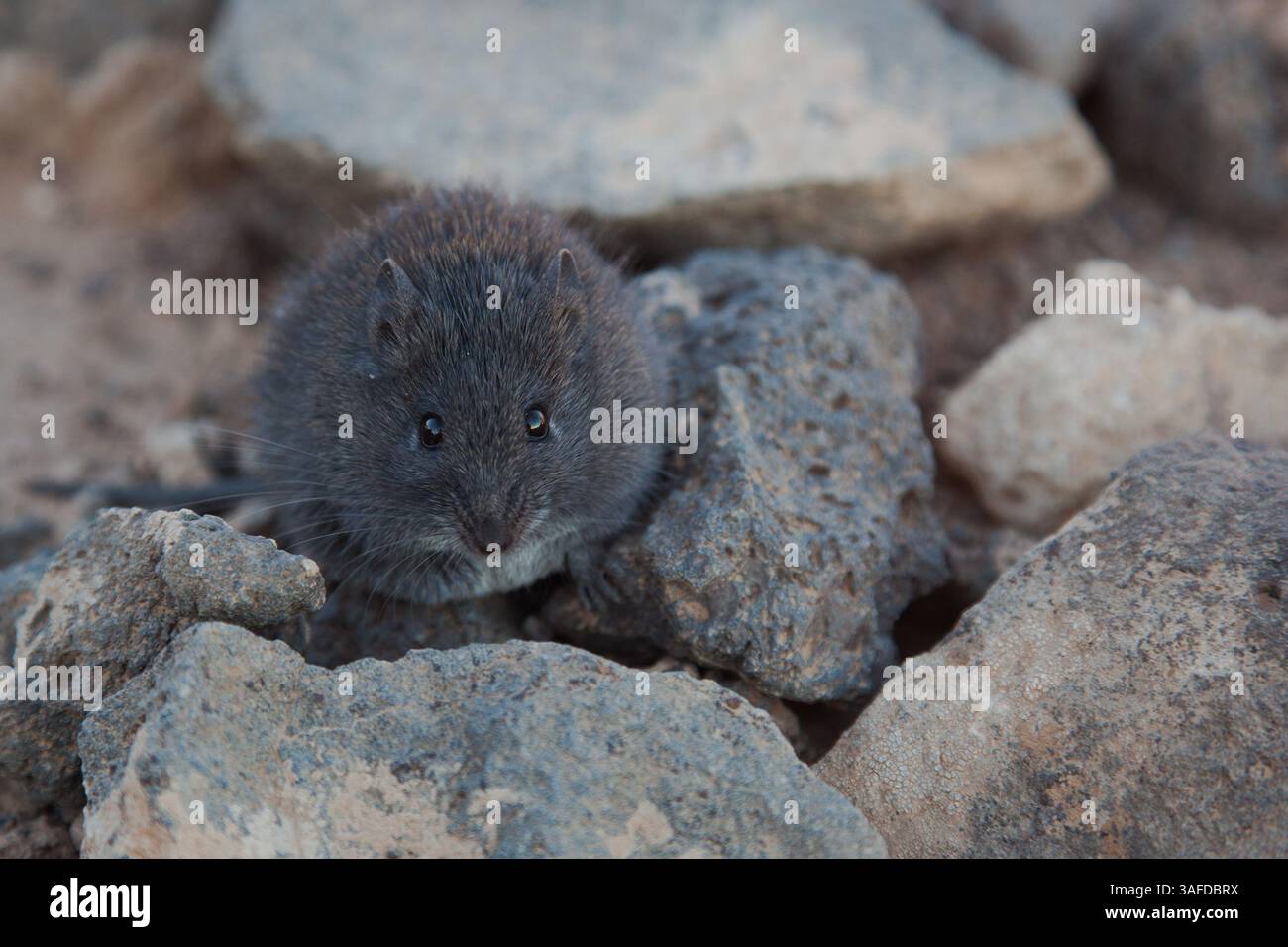 4 dicembre 2010 - Badia, Nord, Giordania - i topi spinosi neri abitano le aree rocciose del deserto e camuffano con le rocce laviche nere. (Immagine di credito: © David Fabrega/ZUMAPRESS.com) Foto Stock
