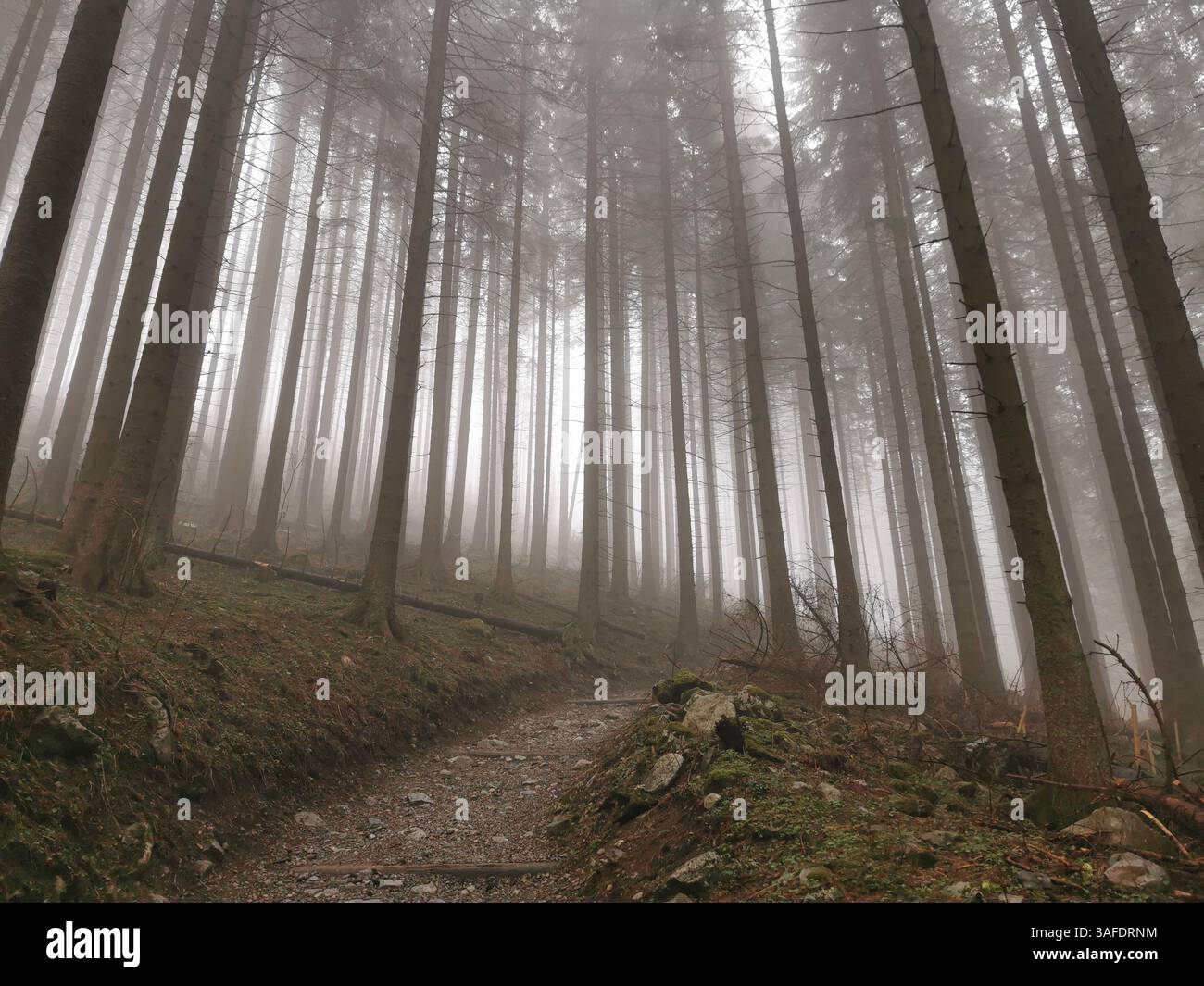 Oscura foresta nebbiosa nella Dolina Małej Łąki (valle) nei monti Tatra in Polonia vicino a Zakopane Foto Stock