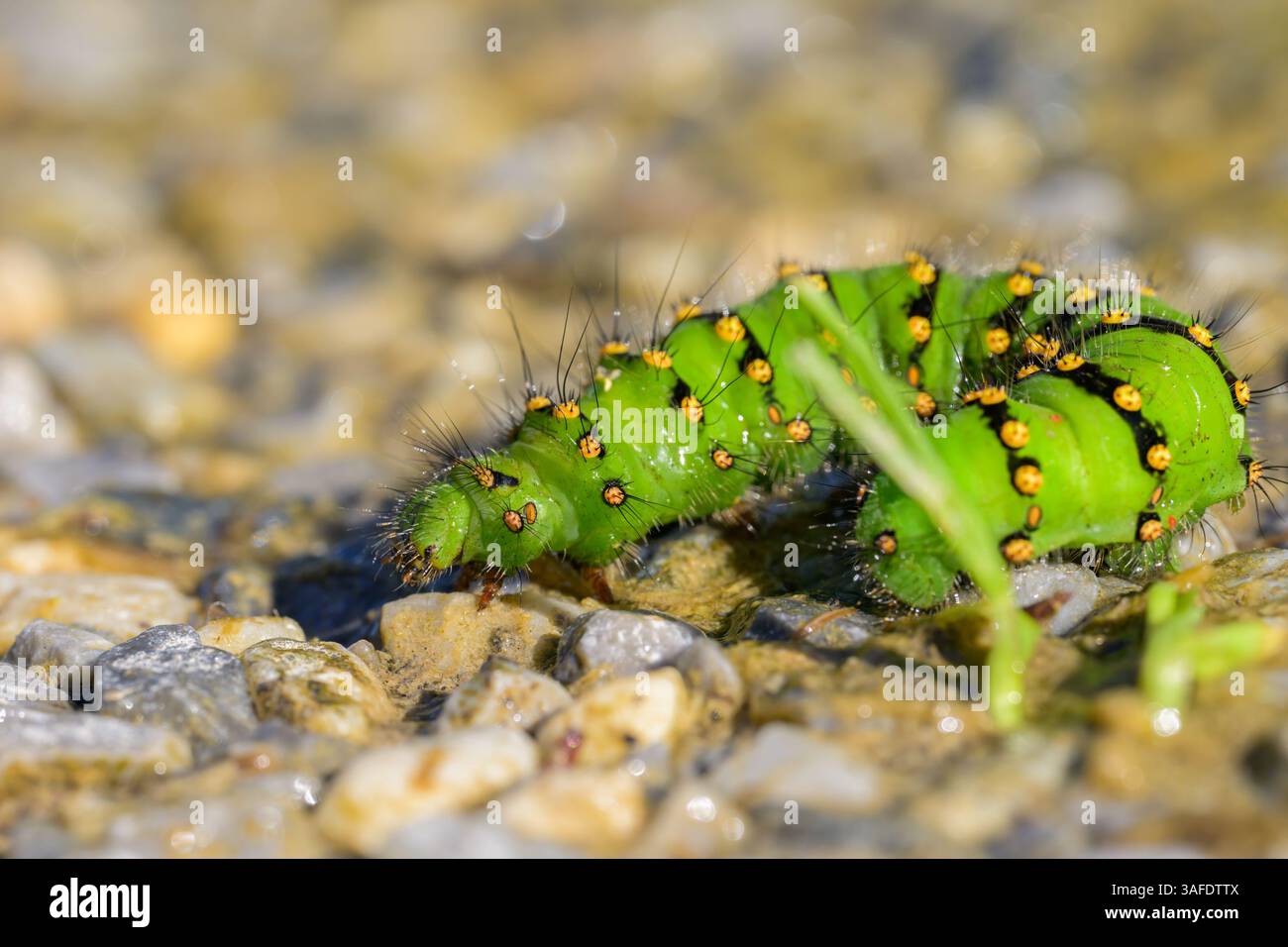 bruco verde colorato di un piccolo imperatore Moth che strizza per terra in una giornata di sole (Austria) Foto Stock