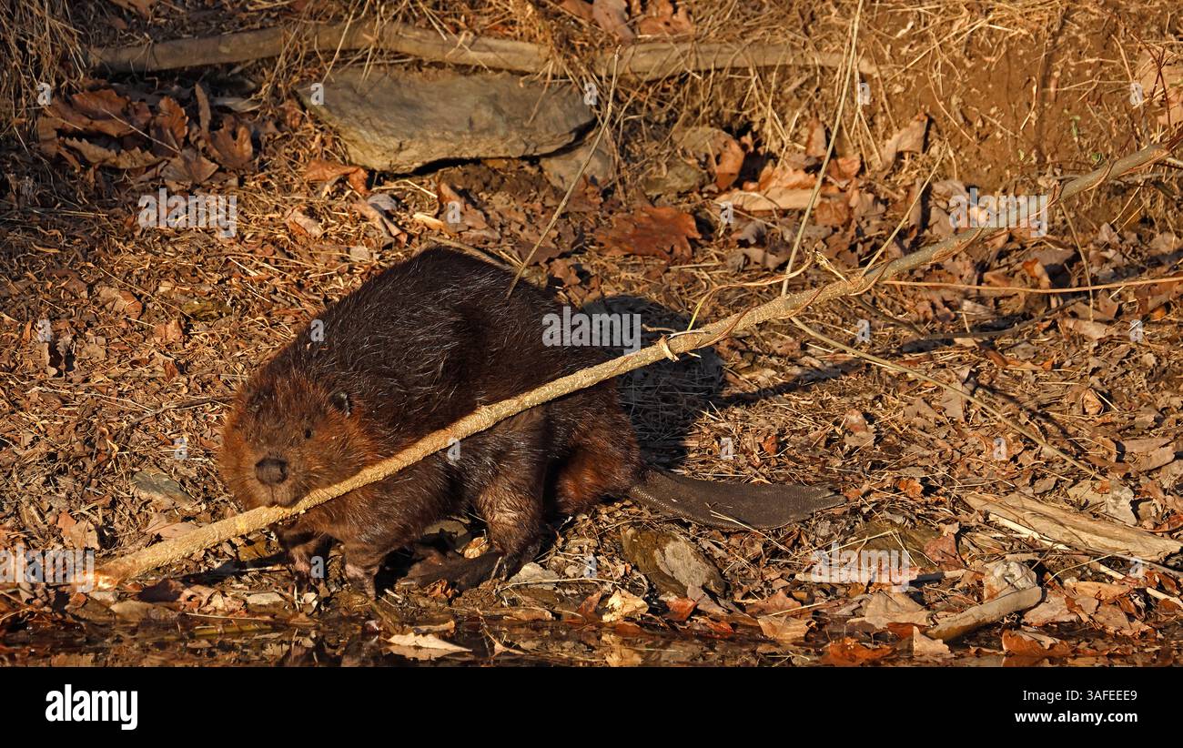 Castoro nordamericano (Castor canadensis), che porta il ramo in acqua dove si nutrono di corteccia interna e ramoscelli, inverno, Maryland Foto Stock