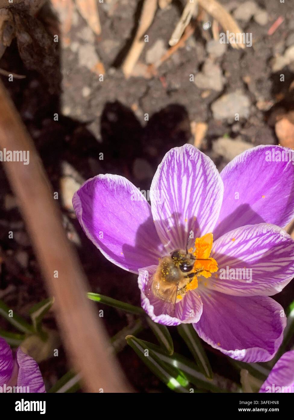 Crocus vernus (croco primaverile, croco gigante) e api - Immagine stock catturata con smartphone