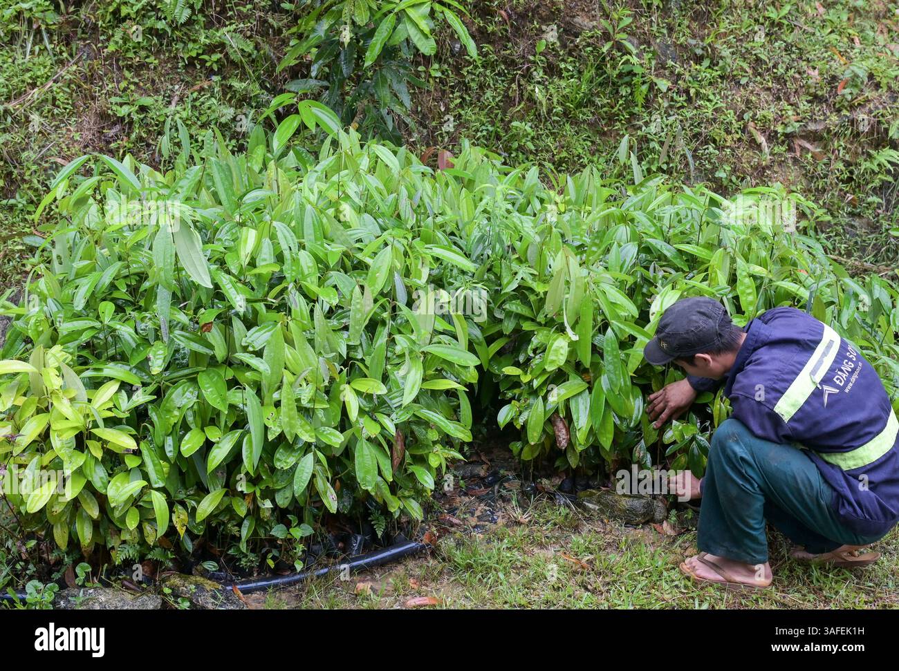 VIETNAM, città Nghia lo, comunità Nam Lanh, villageTa Lanh, tribù Dao, agricoltore con vivaio di cannella /Dao Ethnie, agricoltore Phuc Ban Hui mit Zimtbaumsetzlingen Foto Stock