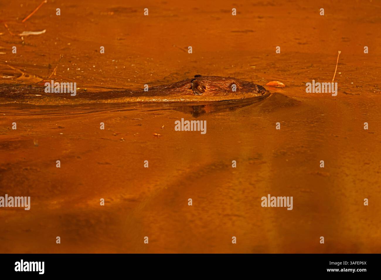 Castoro nordamericano (Castor canadensis), inverno, Maryland Foto Stock