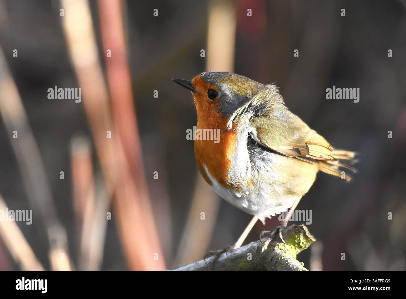 Robin (erithacus rubecula) apching, Walthamstow Wetlands, Londra Foto Stock