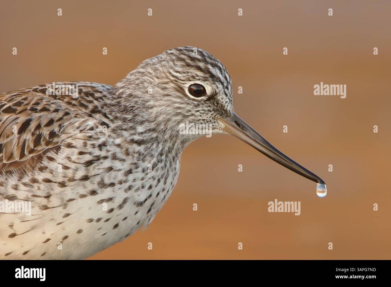 Primo piano del comune gambo verde (Tringa nebularia) con gocce d'acqua sul becco al tramonto. Foto Stock