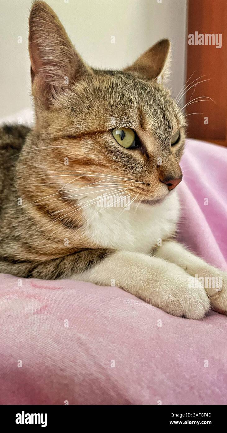 Gatto carino sul divano. Foto Stock