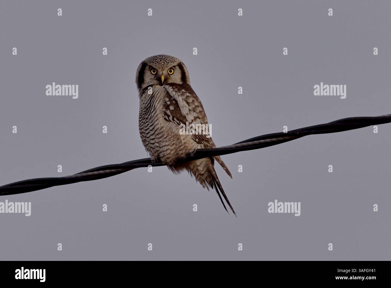 Gufo del falco settentrionale (Surnia ulula) che poggia su una linea elettrica. Foto Stock
