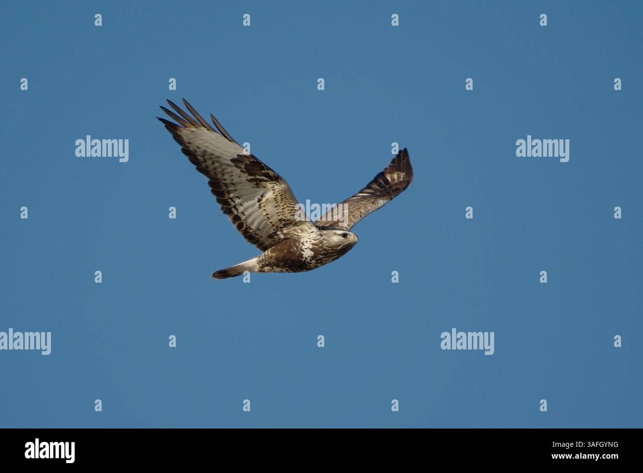 Buzzard a gambe ruvide (Buteo lagopus) in volo in primavera. Foto Stock