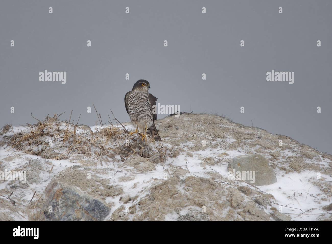 Femmina di Sparrowhawk eurasiatico (Accipiter nisus) alla ricerca di prede in inverno. Foto Stock