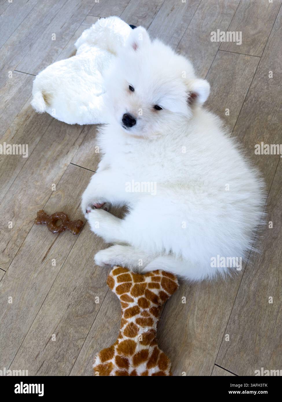 Giovane cucciolo Samoyede bianco e soffice rilassato che riposa su un pavimento di legno con giocattoli di peluche Foto Stock