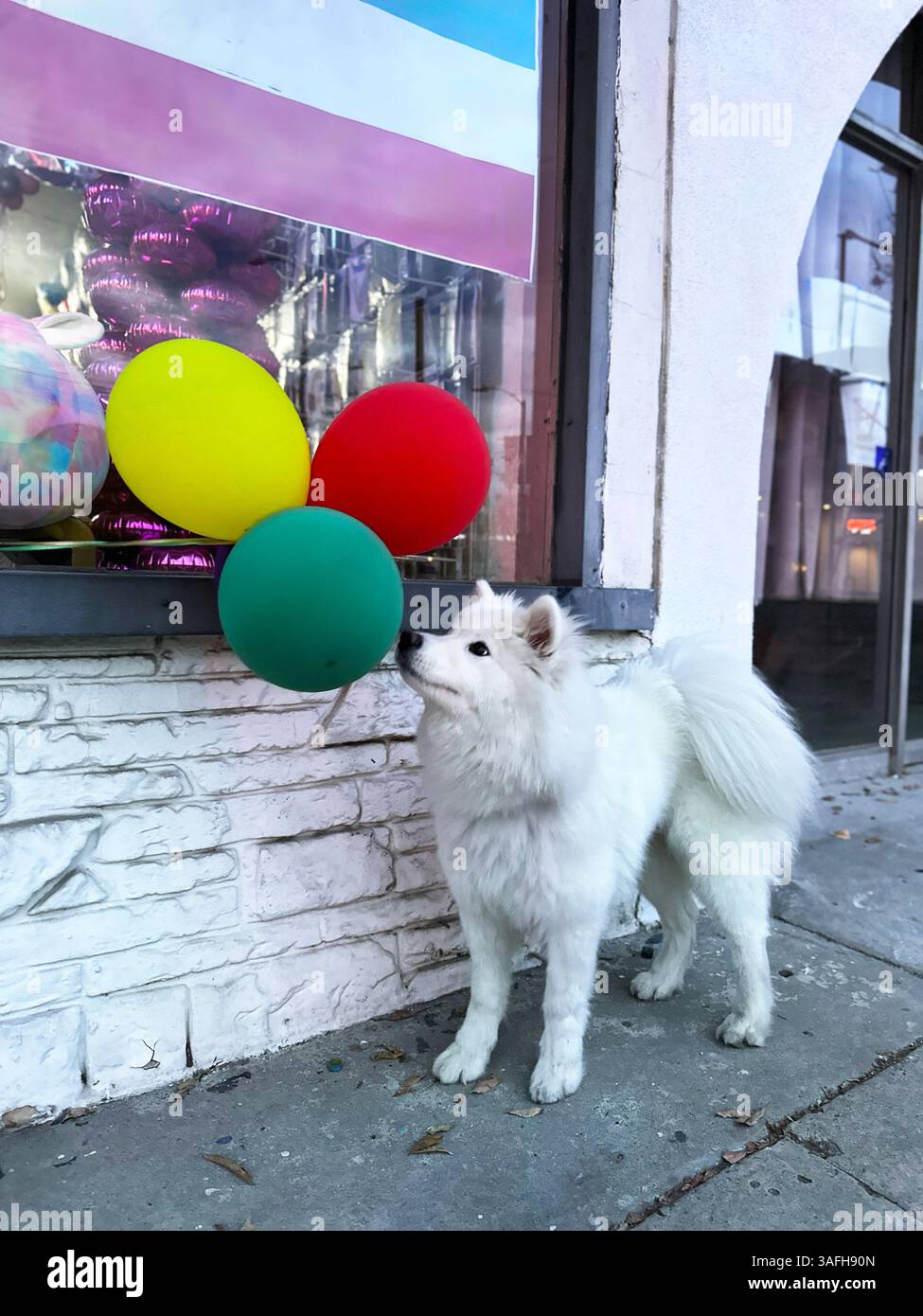 Giovane cucciolo di Samoiedo in posa accanto a palloncini colorati durante una celebrazione al chiuso Foto Stock