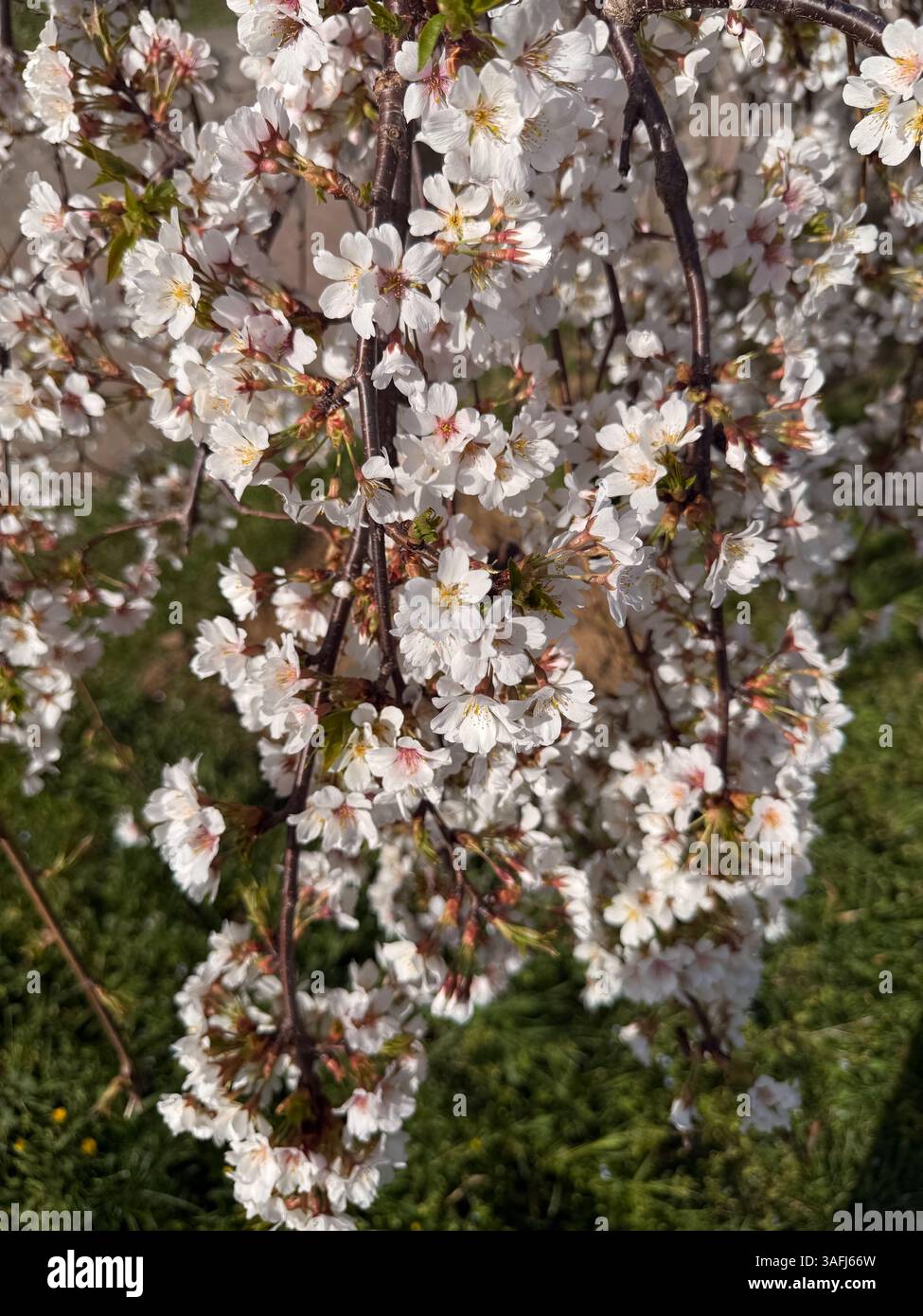 Questa immagine mostra densi ammassi di ciliegi bianchi in fiore con centri rosa che crescono su sottili rami marroni, appesi verso il basso. I fiori sono pieni Foto Stock