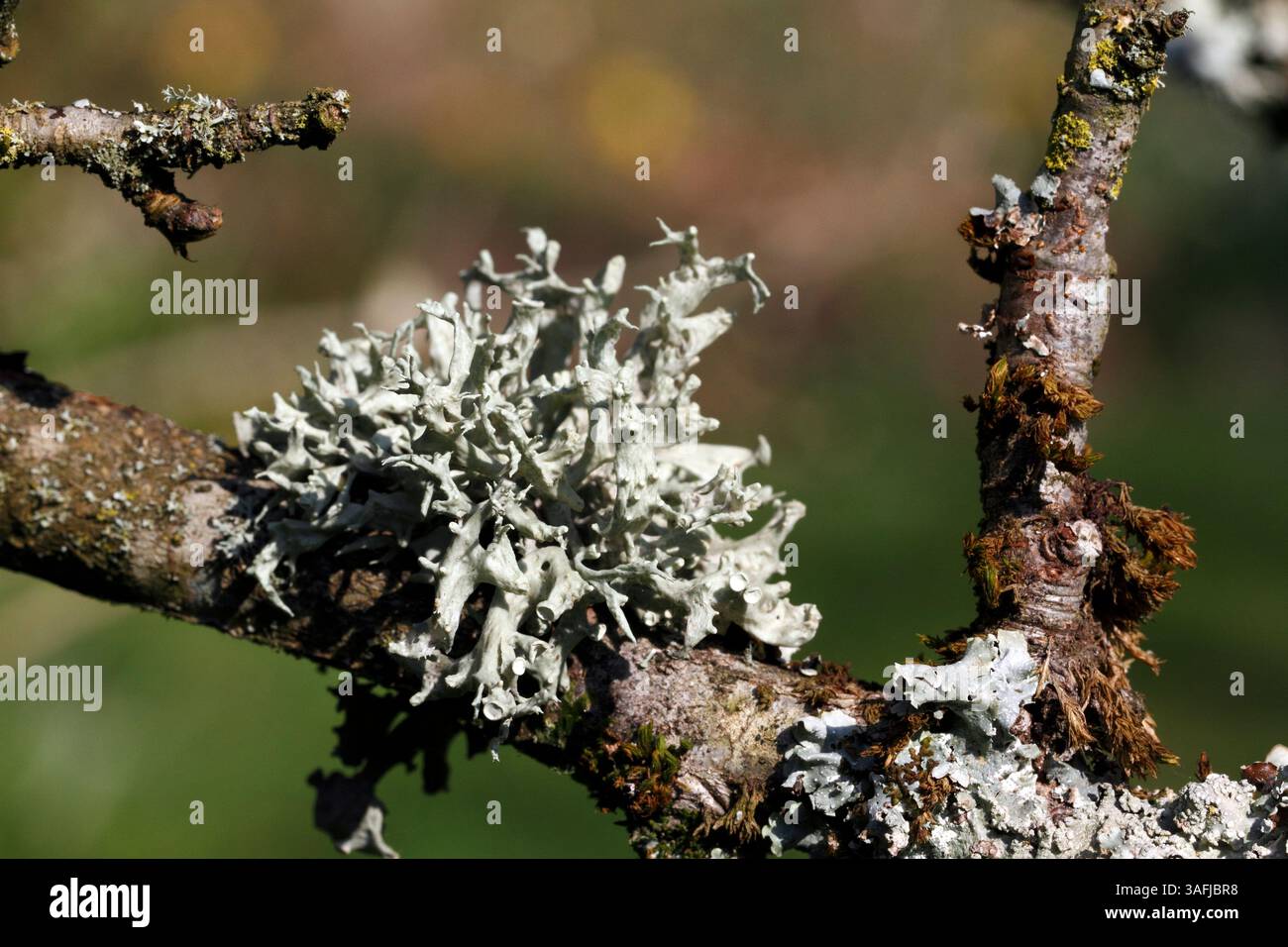 Ramalina fastigiata, nastro punteggiato Lichen, Foto Stock