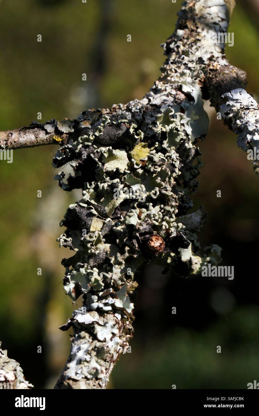 Hypogymnia physodes lichen Variety su un ramo. Lichene di Monk's-hood, licheni trovati sugli alberi, Foto Stock