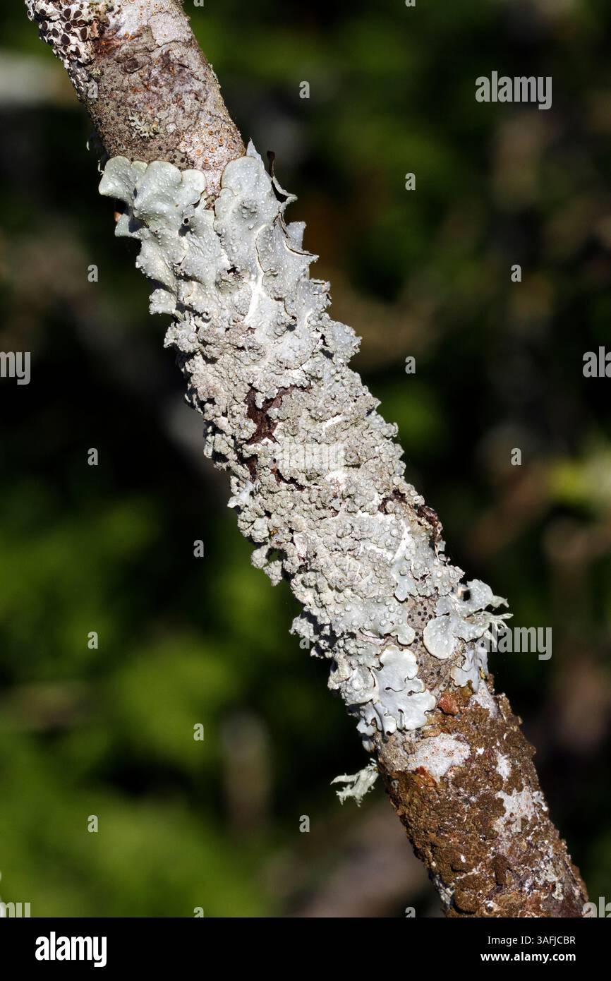Varietà di licheni miste su un ramo, tra cui Flavoparmelia Foto Stock