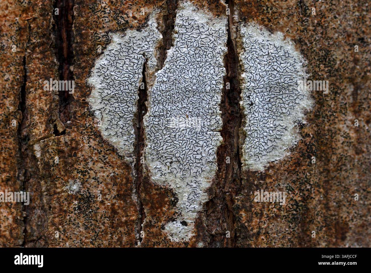 Graphis scripta. Tipo di lichene trovato sulla corteccia liscia Foto Stock