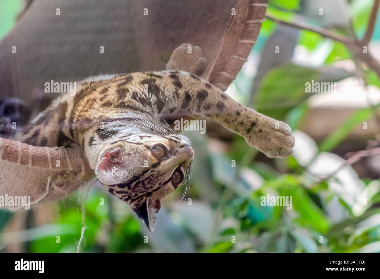 Gatto selvatico Ocelot arroccato su un ramo d'albero in un habitat naturale, circondato da fogliame. Scatto alla luce del giorno per catturare l'animale in posizione di riposo Foto Stock
