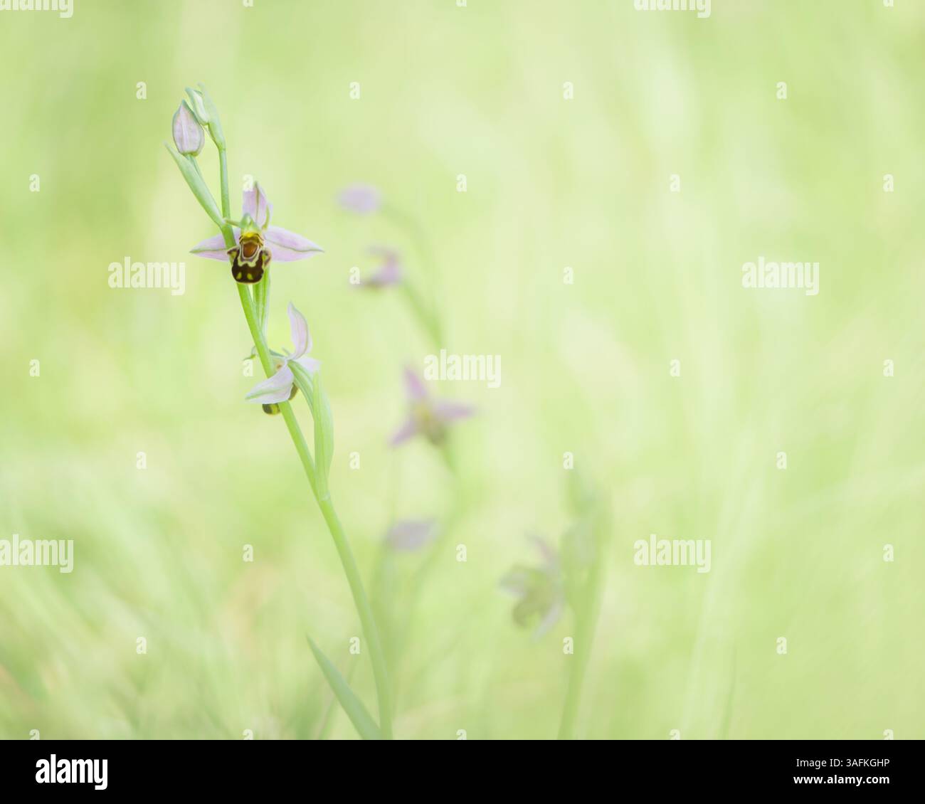 foto artistica di un'orchidea di api Foto Stock