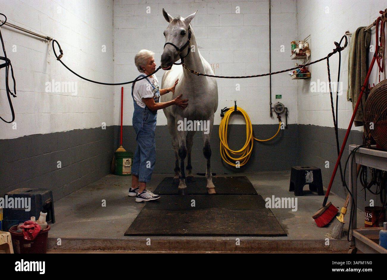 K.. 'Snip'' Weldon (cq), un massaggiatore certificato per gli sport equini, pratica massaggi equini da circa otto anni e ora visita da cinque a sei scuderie locali in un mese. Lavora per localizzare quelli che chiama "ouchies", quei punti stretti o dolorosi sul cavallo. Ci vuole un po' di sesto senso, dice, per dire cosa sta provando il cavallo, ma si presta attenzione anche alle sue risposte; un certo modo di masticare, o rotolare gli occhi. "È sempre una bella sensazione guardare il cavallo negli occhi e vedere "che cura la pace" dopo uno dei miei massaggi." La reazione del suo stesso cavallo, pronto, ad una r Foto Stock