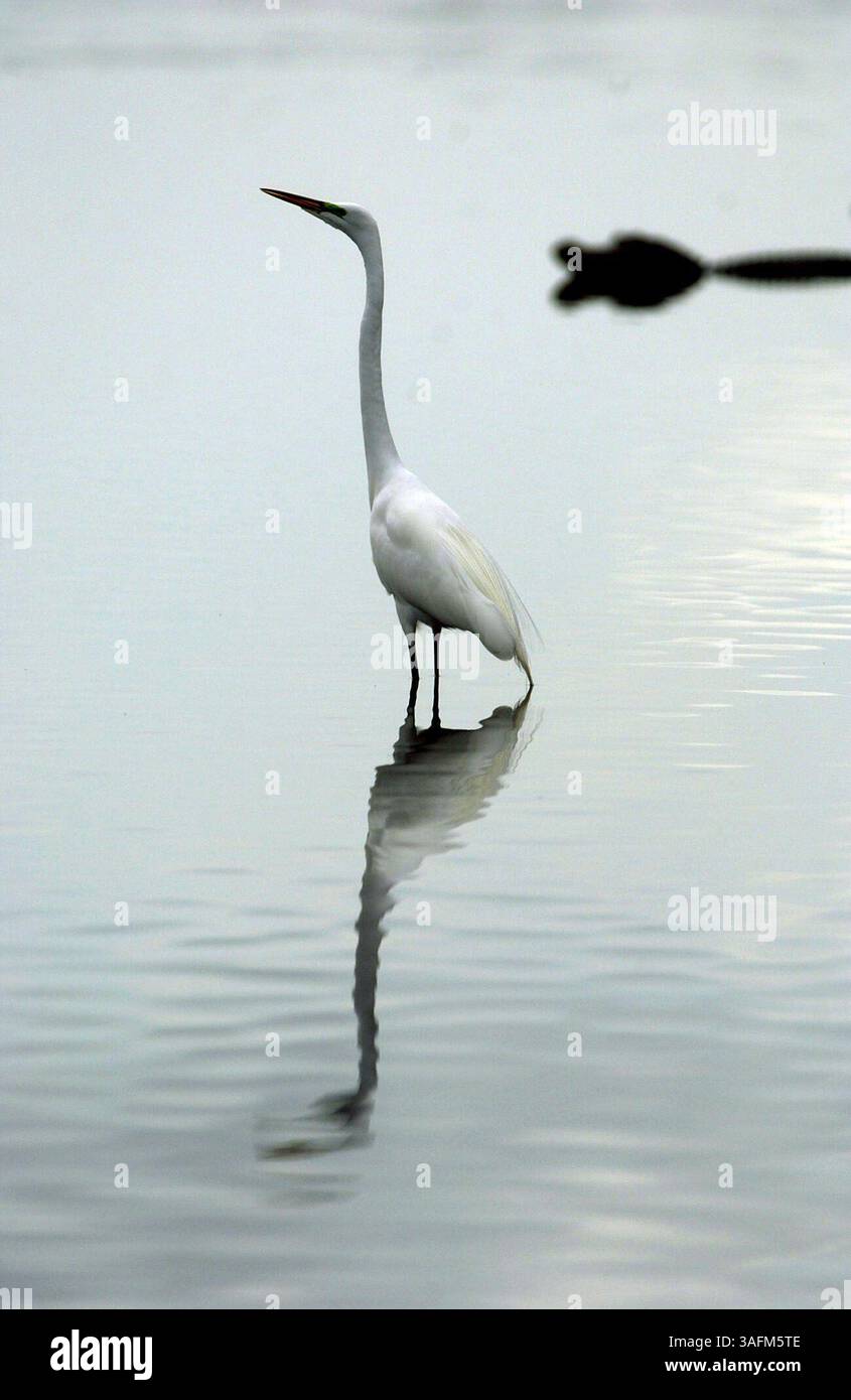 Sommario) foto-pacchetto sul Myakka River State Park per una storia di Jeff Klinkenberg sugli alligatori e sul parco...Photo3) Un'ampia egretta nel fiume Myakka con gli alligatori nelle vicinanze al Myakka River State Park lunedì 19 gennaio 2004. (Nota: La cosa scura sullo sfondo è un alligatore) Una grande egretta ha un collo ricurvo ''S'', un lungo e spesso becco giallo e gambe e piedi neri. (Immagine di credito: St Petersburg Times/ZUMAPRESS.com) Foto Stock
