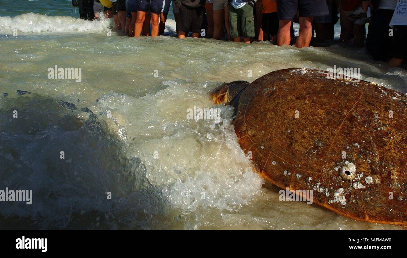 ''Belle'' scorre nel Golfo del Messico lunedì mattina 22 marzo 2004. - Il Clearwater Marine Aquarium ha ripescato ''Belle''' il Loggerhead Sea Tutle, risalente a circa 25 anni fa, che è stato trovato malato nelle acque del Clearwater Pass lo scorso dicembre dai diportisti. La tartaruga è stata riabilitata dal Clearwater Marine Aquarium e rilasciata nel Golfo al largo della spiaggia di Clearwater lunedì mattina 22 marzo 2004. (Immagine di credito: St Petersburg Times/ZUMAPRESS.com) Foto Stock