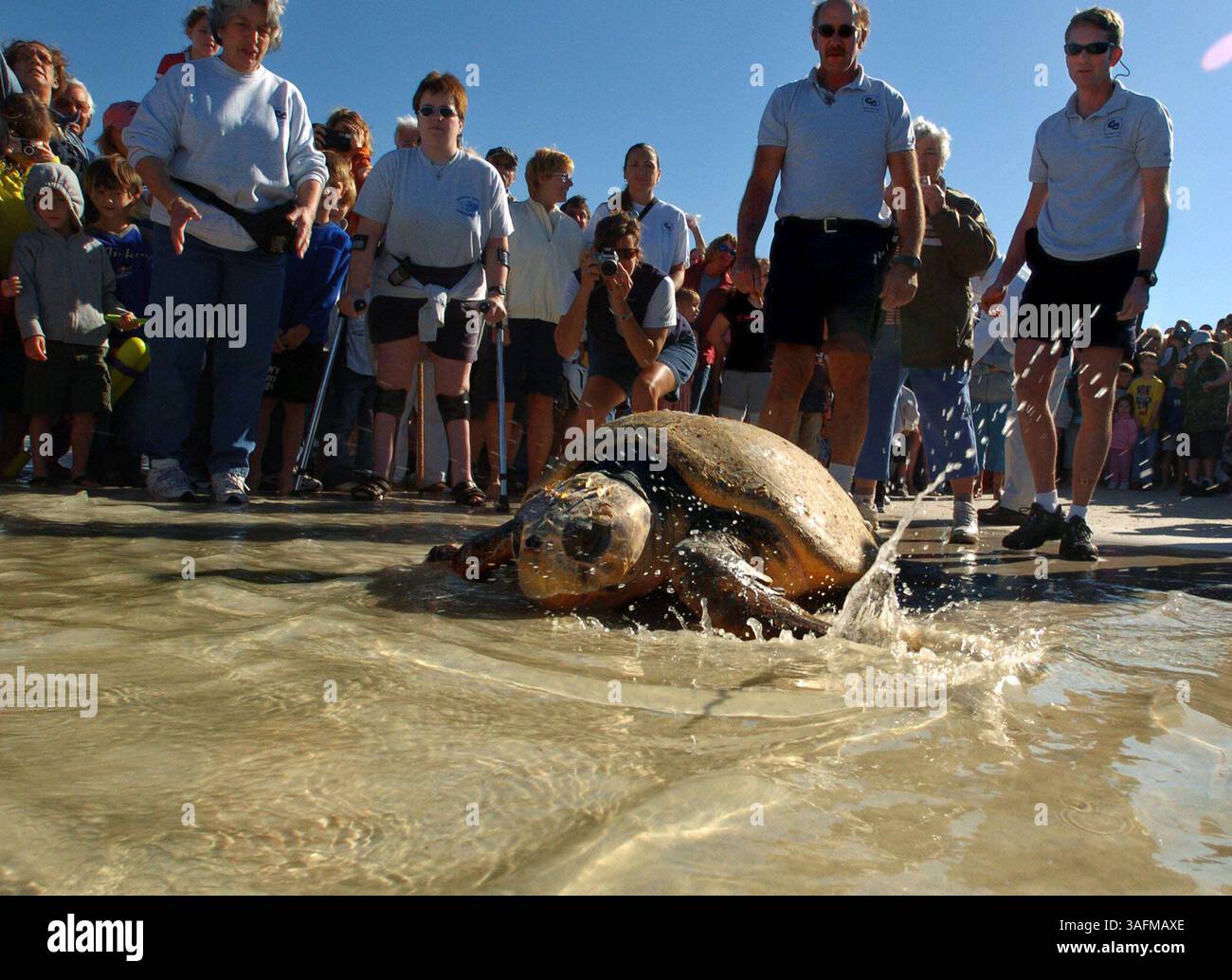 1.) Belle si dirige verso il Golfo del Messico lunedì mattina 3/22/2004 - Clearwater Marine Aquarium ha rilasciato ''Belle'' la tuta marina Loggerhead di circa 25 anni che è stata trovata malata nelle acque del Clearwater Pass lo scorso dicembre dai diportisti. La tartaruga è stata riabilitata dal Clearwater Marine Aquarium e rilasciata nel Golfo al largo della spiaggia di Clearwater lunedì mattina 22 marzo 2004. (Immagine di credito: St Petersburg Times/ZUMAPRESS.com) Foto Stock