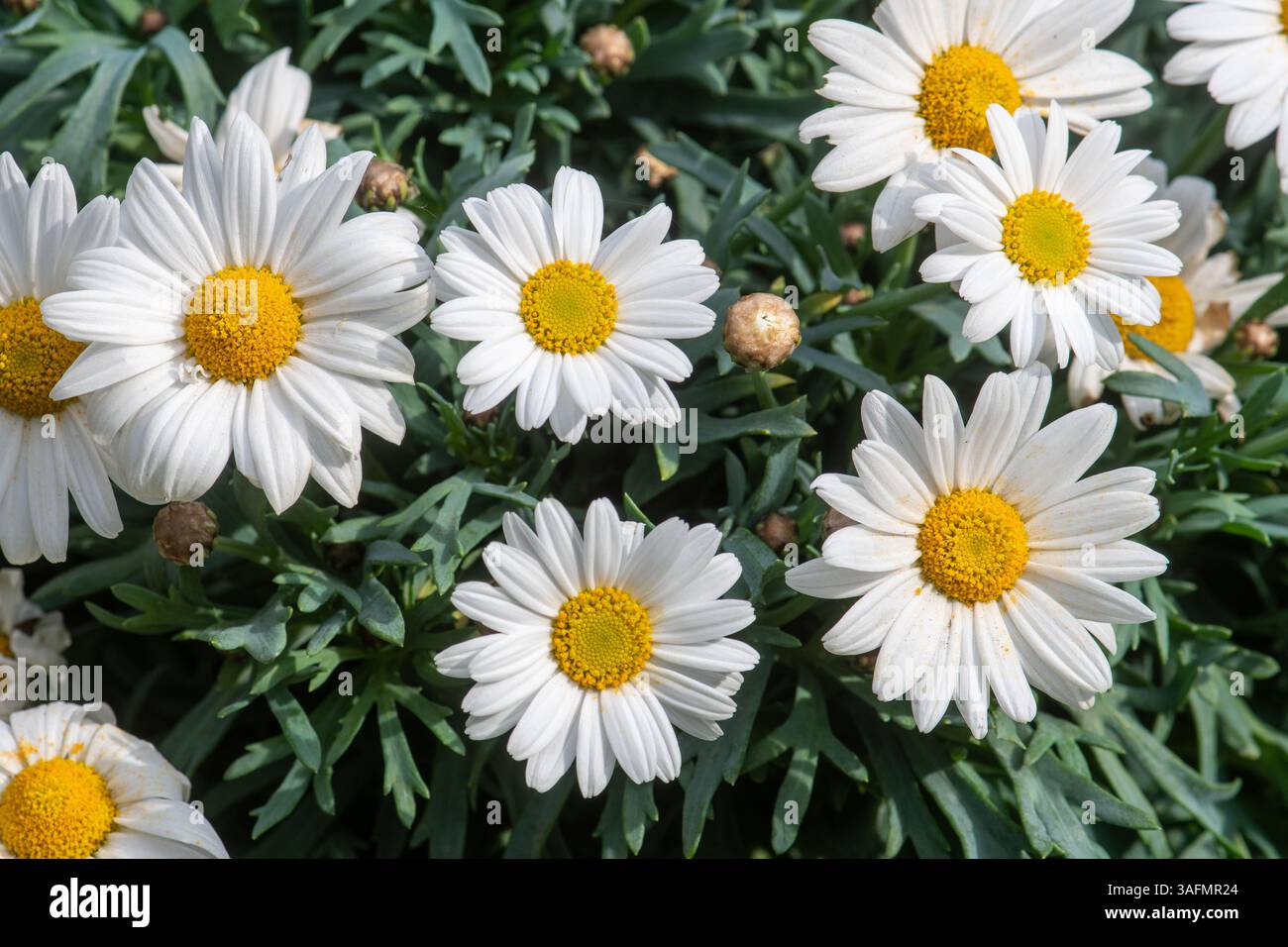 Marguerite daisy (Argyranthemum frutescens), teste floreali bianche simili a margherite con fiori gialli a disco Foto Stock