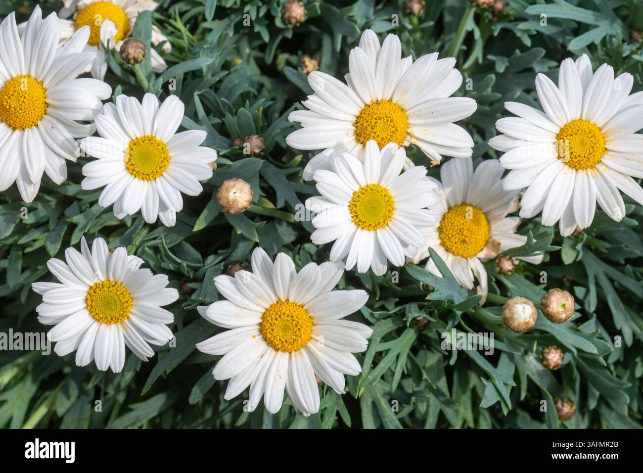 Marguerite daisy (Argyranthemum frutescens), teste floreali bianche simili a margherite con fiori gialli a disco Foto Stock