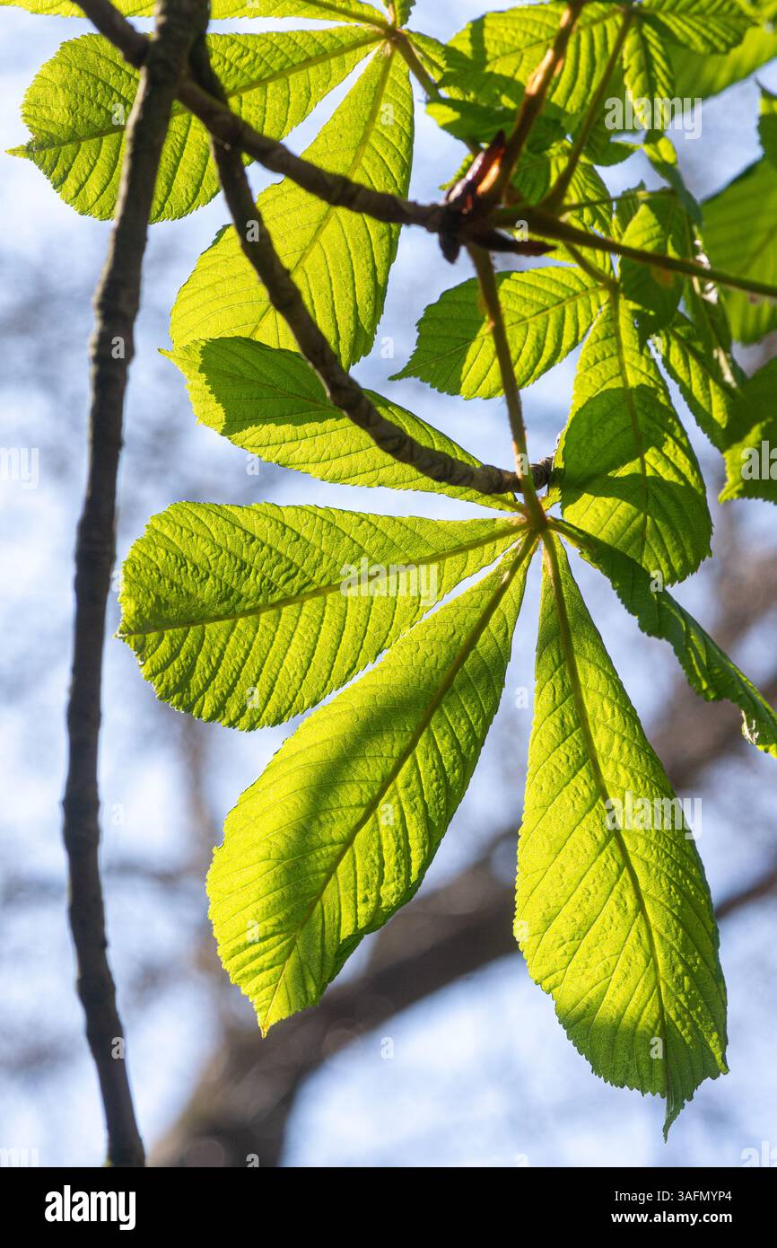 Foglie verdi fresche di ippocastano (Aesculus hippocastanum) in primavera, Regno Unito Foto Stock