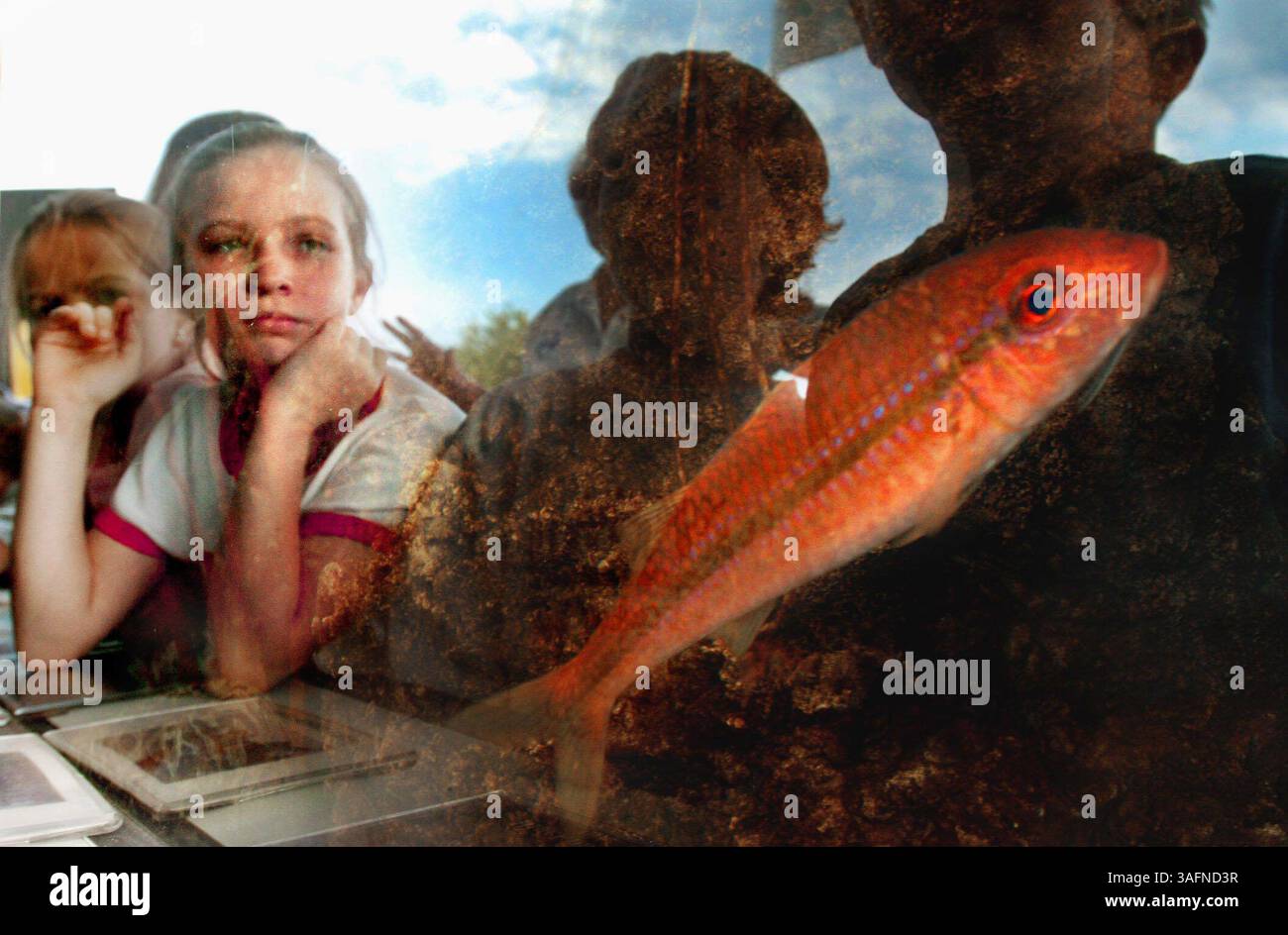 DIDASCALIA: (04/12/2005, LECANTO) Un pesce di capra gialla (cq IL NOME È GIALLO GOATFISH, MA IL PESCE È ROSSO NELLA FOTO) nuota di appena 10 anni Elizabeth Brown, a sinistra, si unisce ad altri studenti di terza classe della Scuola primaria di Lecanto (tra cui Jonathan Fillinger, 9, centro, e Josh Brown, 8, giusto,) che guardavano la vita marina che faceva parte di una mostra allestita presso la scuola dal Mote Marine Laboratory martedì (04/12/2005). Il display includeva vasche touch, esposizioni SEA-Life e un acquario marino portatile da 1.200 litri. "È stato fantastico, abbiamo toccato pesci stellati e cose del genere", (Elizabeth) Brown ha detto. Il display era S Foto Stock DIDASCALIA: (04/12/2005, LECANTO) Un pesce di capra gialla (cq IL NOME È GIALLO GOATFISH, MA IL PESCE È ROSSO NELLA FOTO) nuota di appena 10 anni Elizabeth Brown, a sinistra, si unisce ad altri studenti di terza classe della Scuola primaria di Lecanto (tra cui Jonathan Fillinger, 9, centro, e Josh Brown, 8, giusto,) che guardavano la vita marina che faceva parte di una mostra allestita presso la scuola dal Mote Marine Laboratory martedì (04/12/2005). Il display includeva vasche touch, esposizioni SEA-Life e un acquario marino portatile da 1.200 litri. "È stato fantastico, abbiamo toccato pesci stellati e cose del genere", (Elizabeth) Brown ha detto. Il display era S Foto Stock