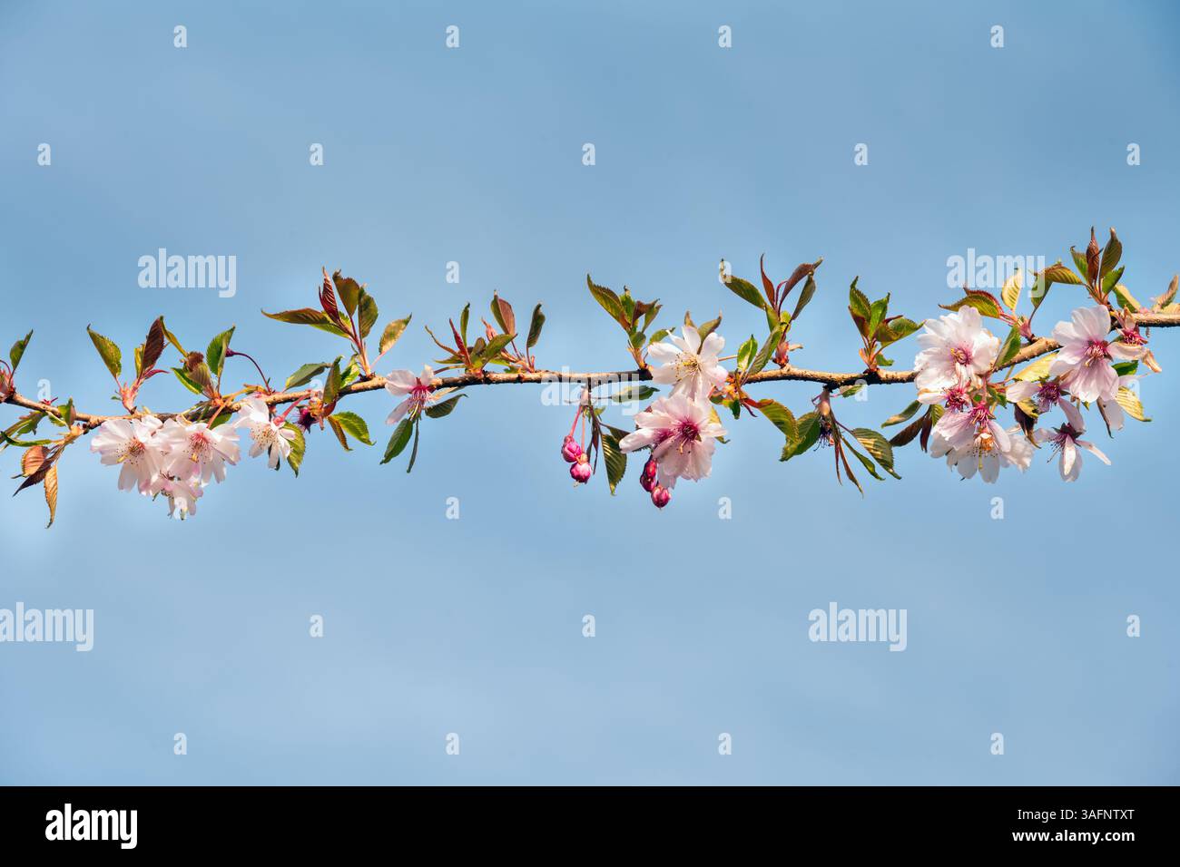 Fiori doppi di ciliegio ornamentali in primavera contro un cielo blu, primo piano Foto Stock