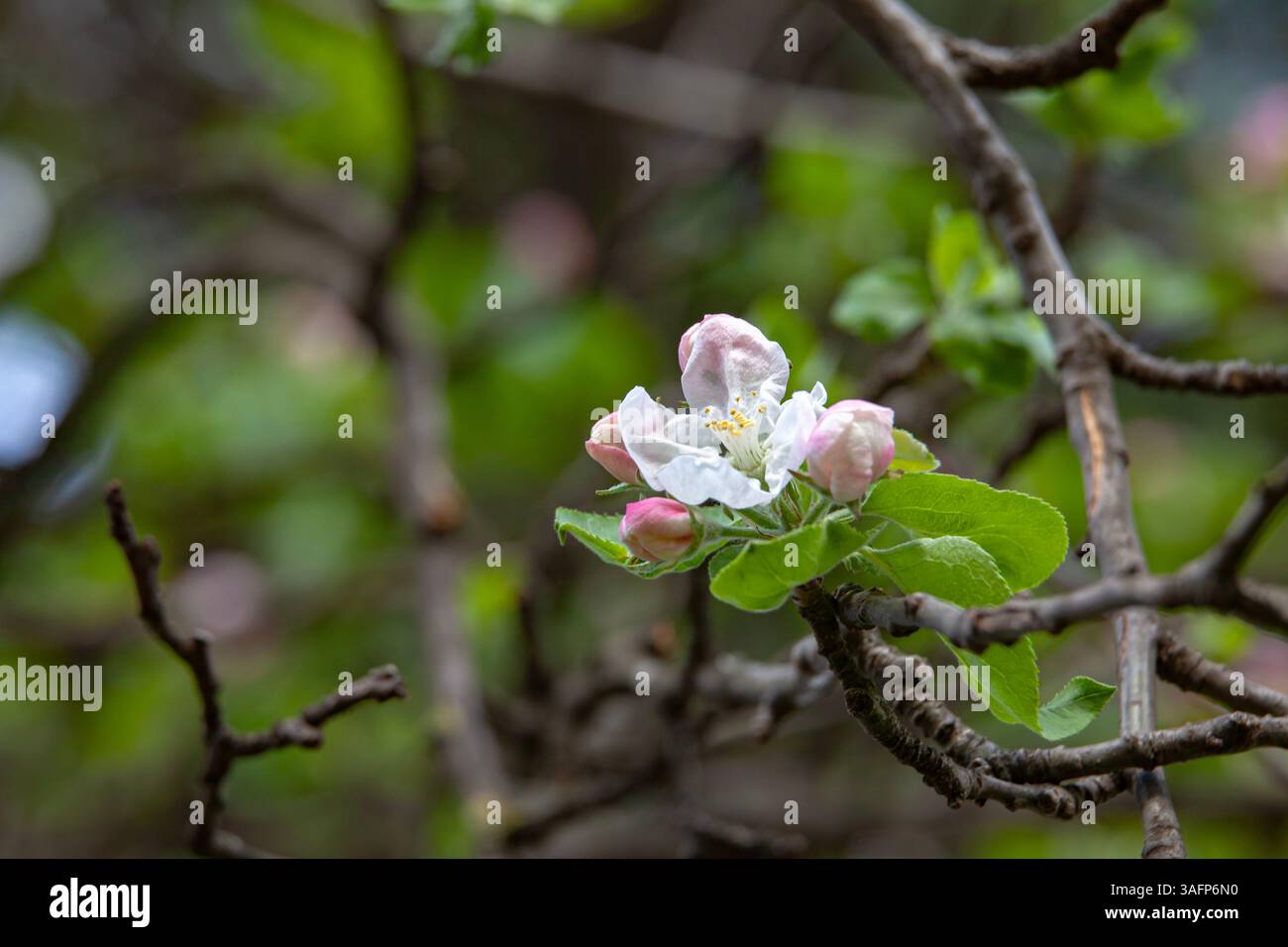 Foto macro di un fiore di mela in piena fioritura, circondato da fiori in erba e rami testurizzati. Una tranquilla scena primaverile. Foto Stock
