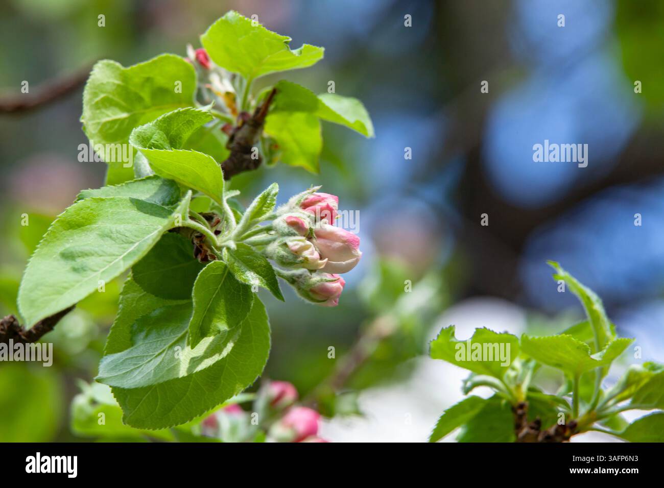 Un fiore di mela in fiore con boccioli rosa tenui e foglie verdi fresche su un ramo d'albero. Un momento sereno nella natura. Foto Stock