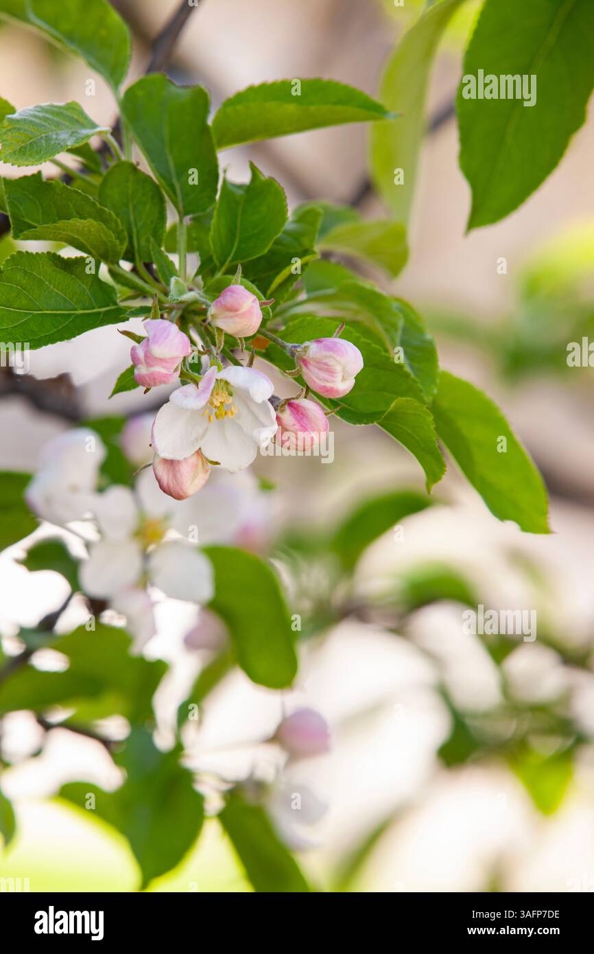 Primo piano di un fiore di mela con delicati petali bianchi e rosa su uno sfondo sfocato di rami e fogliame verde. Un simbolo della primavera renewa Foto Stock
