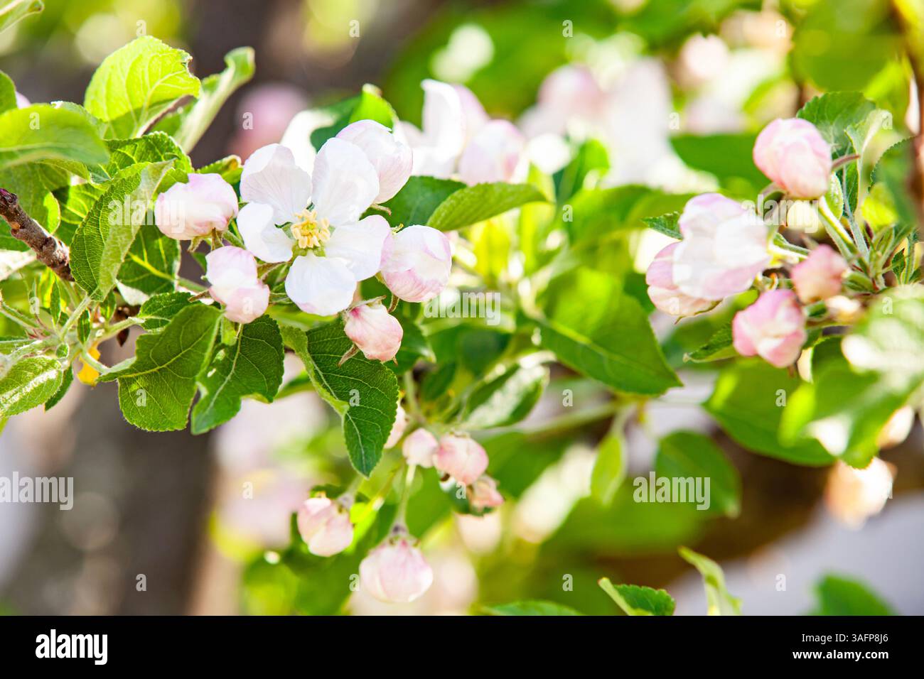 Primo piano di un fiore di mela con delicati petali bianchi e rosa su uno sfondo sfocato di rami e fogliame verde. Un simbolo della primavera renewa Foto Stock