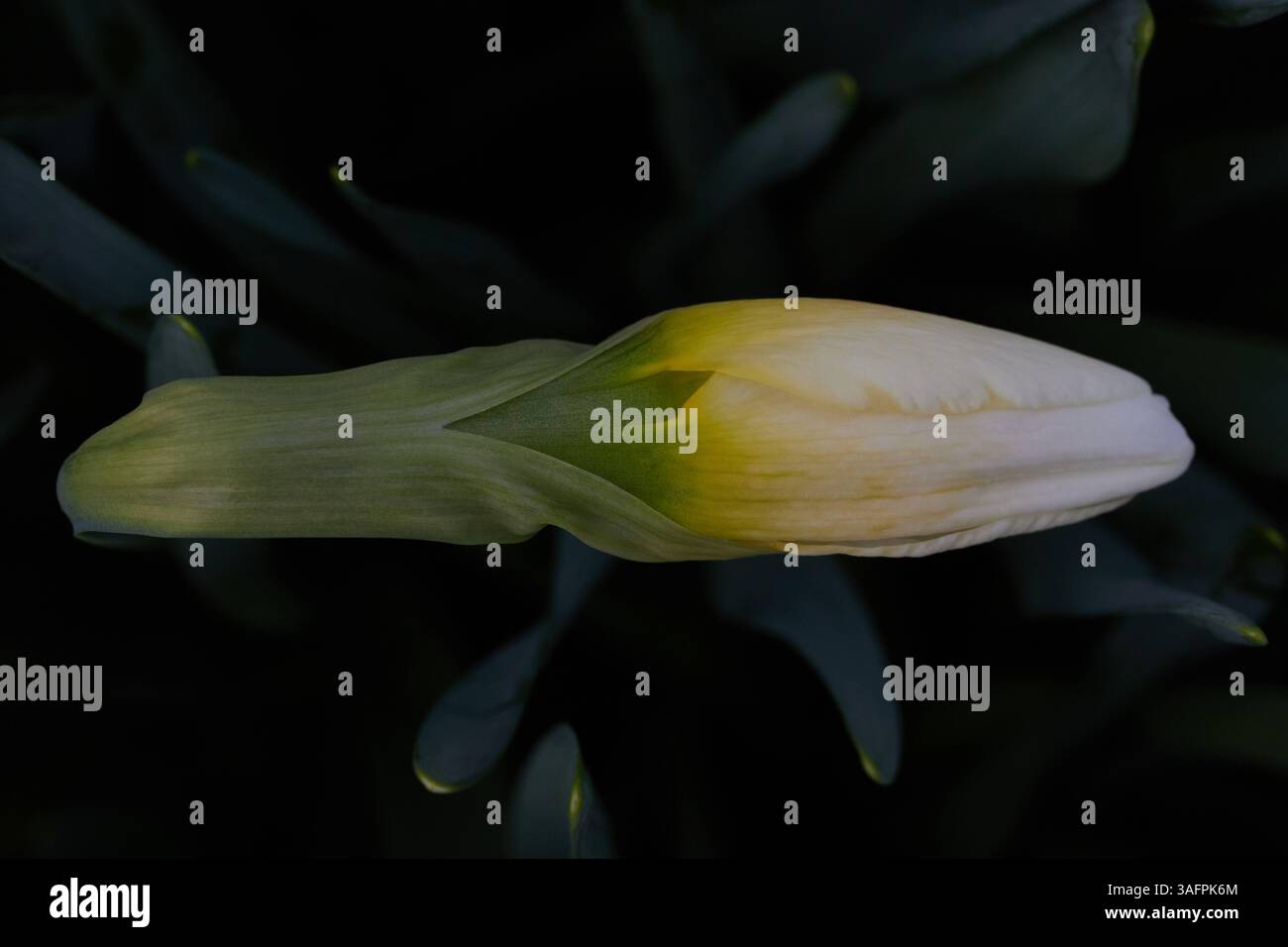 primo piano di un bocciolo di narcidio bianco con una profondità di campo ridotta Foto Stock