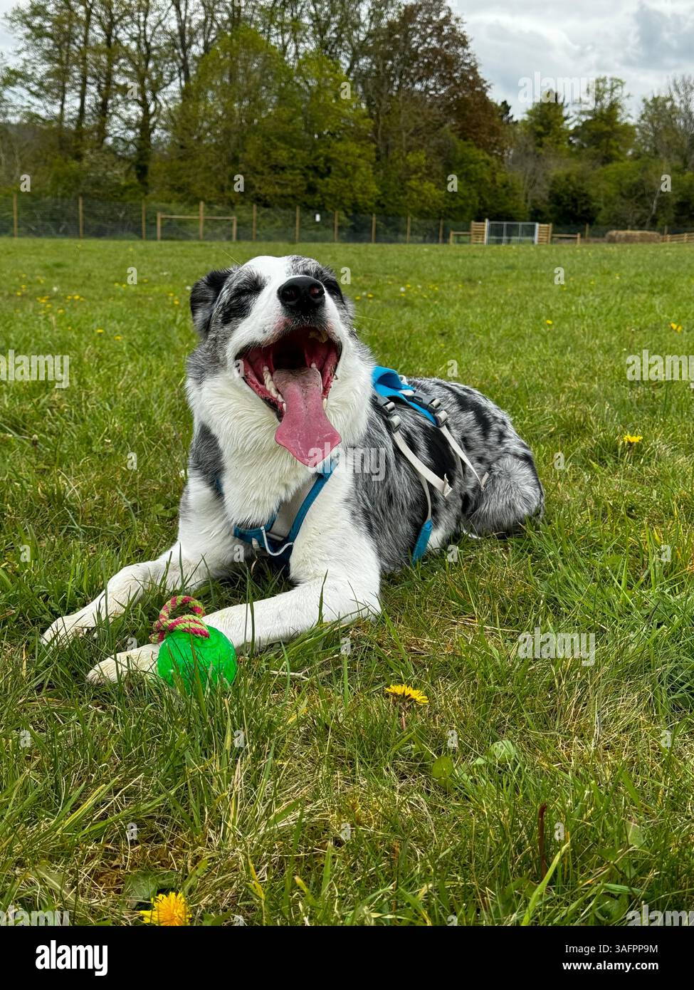 Blu ardesia Merle in campo sembra felice con la lingua fuori e la palla verde ai suoi piedi - Immagine stock catturata con smartphone