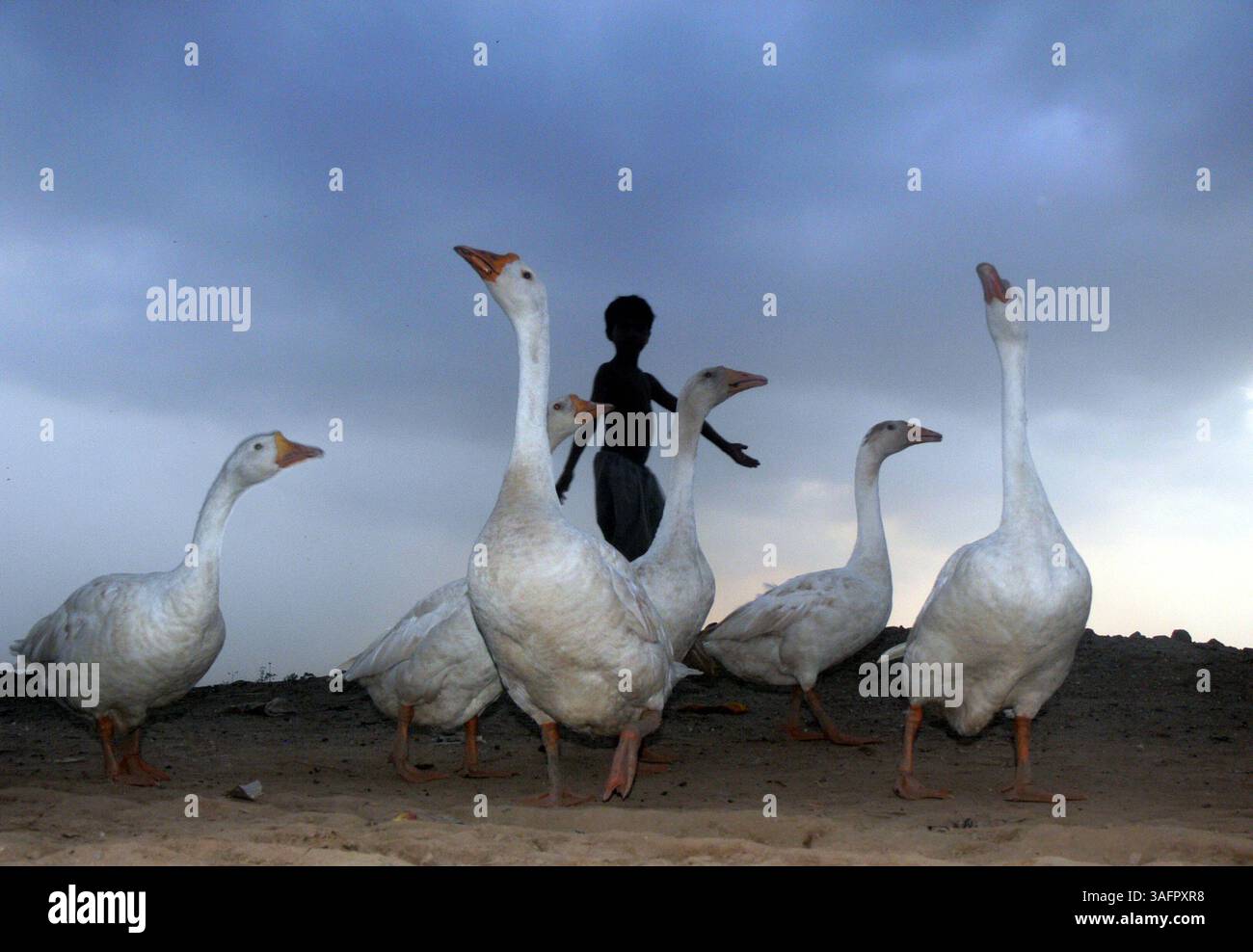 14 luglio 2012 - zingari bambini che giocano con le anatre sotto il clima nuvoloso a lahore, luglio 14,2012 pakistan. Foto Rana Irfan Ali (immagine di credito: © Rana Irfan Ali/ZUMAPRESS.com) Foto Stock