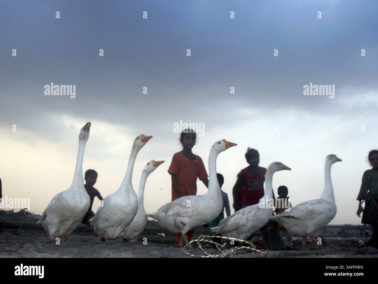 14 luglio 2012 - zingari bambini che giocano con le anatre sotto il clima nuvoloso a lahore, luglio 14,2012 pakistan. Foto Rana Irfan Ali (immagine di credito: © Rana Irfan Ali/ZUMAPRESS.com) Foto Stock