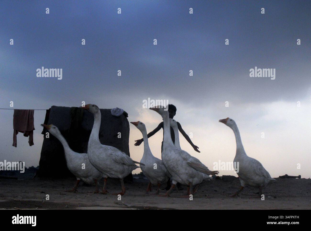 14 luglio 2012 - zingari bambini che giocano con le anatre sotto il clima nuvoloso a lahore, luglio 14,2012 pakistan. Foto Rana Irfan Ali (immagine di credito: © Rana Irfan Ali/ZUMAPRESS.com) Foto Stock